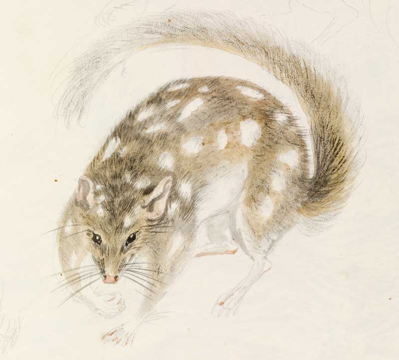 Native quoll 1788