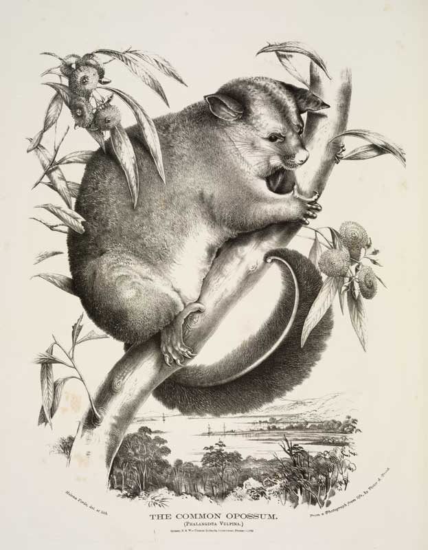 Brushtail possum 1788